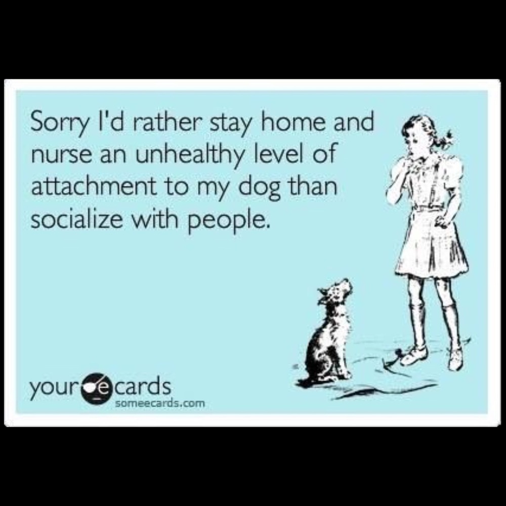 Bundle 3 dog 🐶 items for 10% off / read m… - Picture 7 of 16